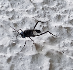 Evania appendigaster