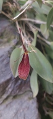 Restrepia