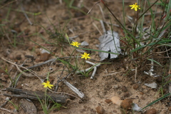 Pauridia trifurcillata