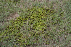 Bergia glomerata