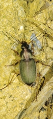 Chlaenius olivieri