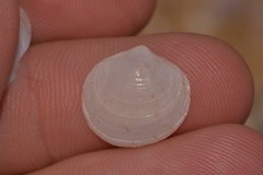 Zemysina globularis
