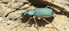 Chlaenius olivieri