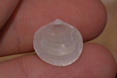 Zemysina globularis