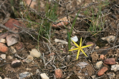 Empodium gloriosum