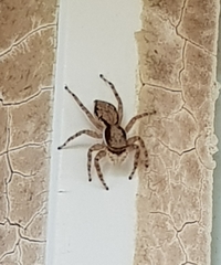 Menemerus bivittatus