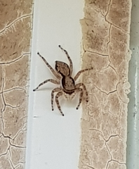 Menemerus bivittatus