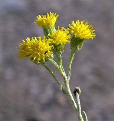 Senecio patagonicus