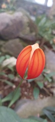 Masdevallia ignea