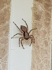 Menemerus bivittatus