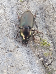 Harpalus