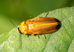 Abscondita