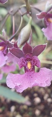 Caucaea