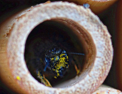 Osmia cornuta