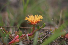 Malephora uitenhagensis