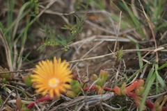 Malephora uitenhagensis