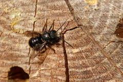 Osmia cornuta