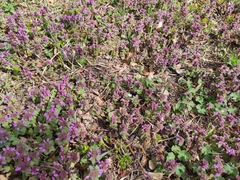 Lamium purpureum