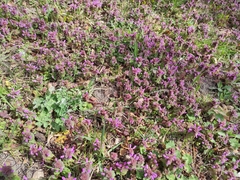 Lamium purpureum