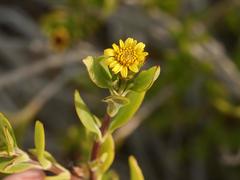 Borrichia arborescens