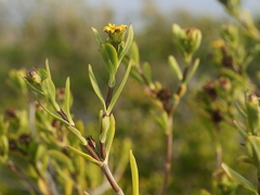 Borrichia arborescens