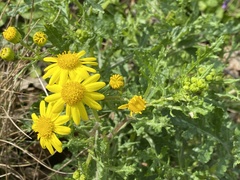 Senecio squalidus