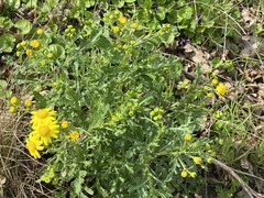 Senecio squalidus