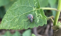 Neofidia humeralis