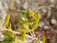 Borrichia arborescens