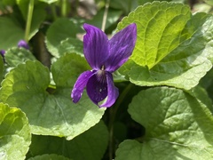Viola odorata