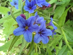 Aegonychon purpurocaeruleum