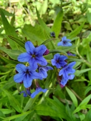 Aegonychon purpurocaeruleum
