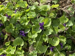 Viola odorata