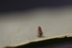 Caryomyia albipilosa