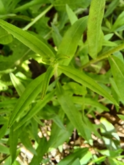 Aegonychon purpurocaeruleum