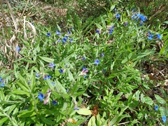 Aegonychon purpurocaeruleum