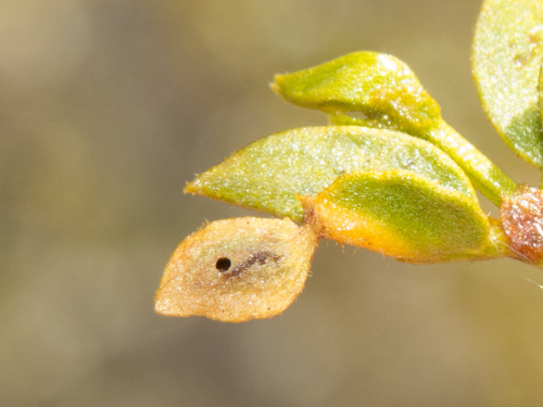Asphondylia discalis