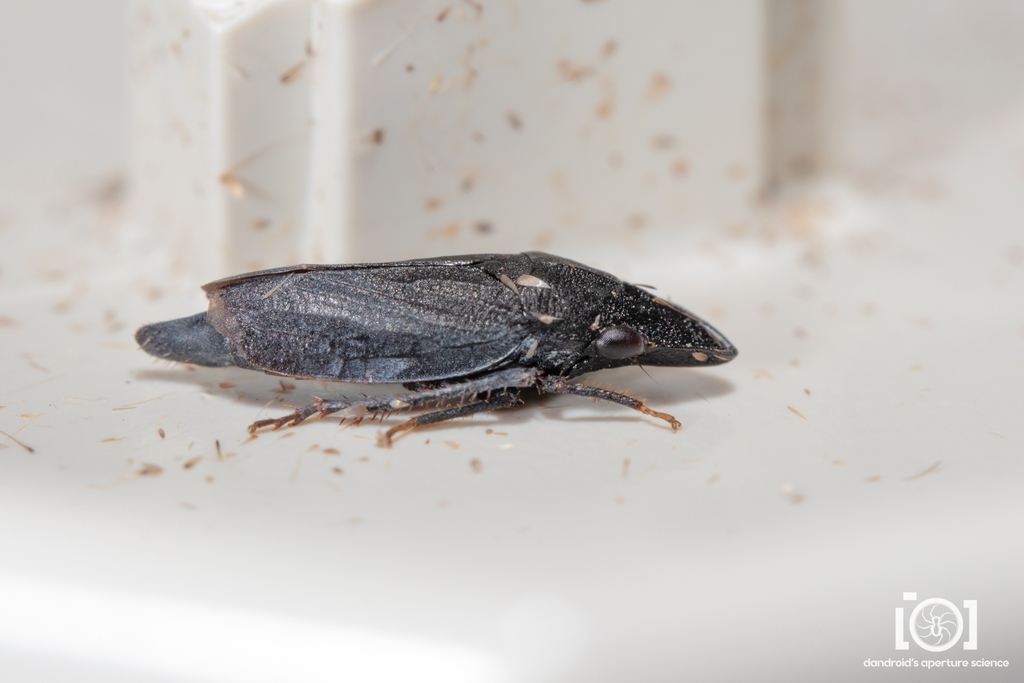 Neoslossonia putnami