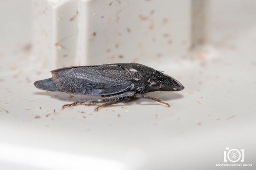 Neoslossonia putnami