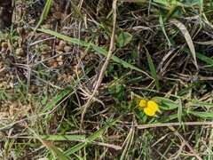 Crotalaria chinensis