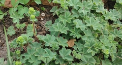 Alchemilla caucasica
