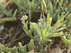 Tournefortia gnaphalodes