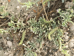 Tournefortia gnaphalodes