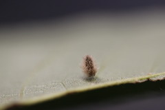 Caryomyia albipilosa