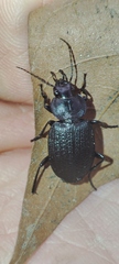 Licinus silphoides