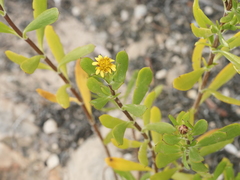 Borrichia arborescens