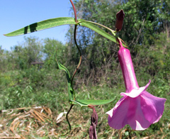 Rhabdadenia madida