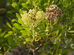 Erithalis fruticosa