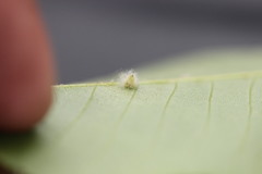 Caryomyia albipilosa