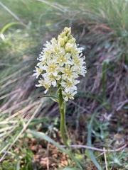 Toxicoscordion venenosum venenosum